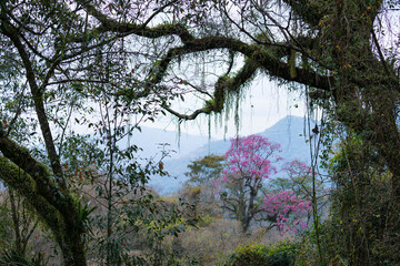 Yungas de Jujuy